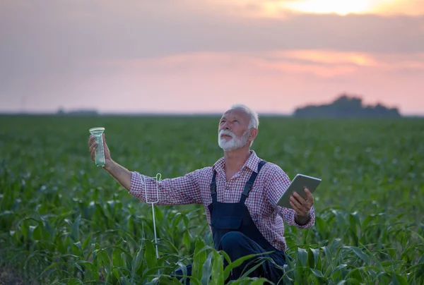 Agricultor junto a medidor de lluvia en campo de maíz —  Fotos de Stock