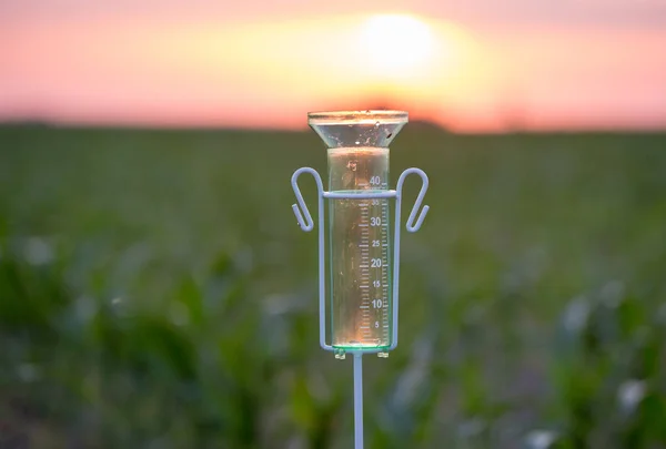 Medidor de lluvia en campo de maíz — Foto de Stock