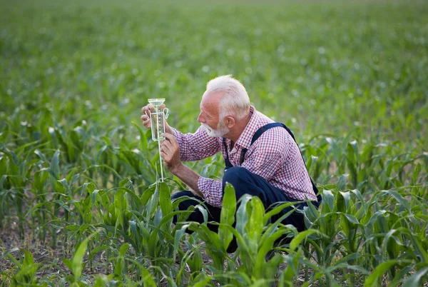 Agricultor junto a medidor de lluvia en campo de maíz — Foto de Stock