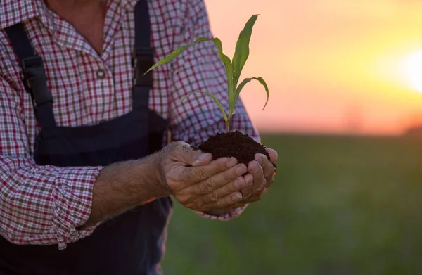 Agricultor sosteniendo maíz joven con tierra en las manos — Foto de Stock