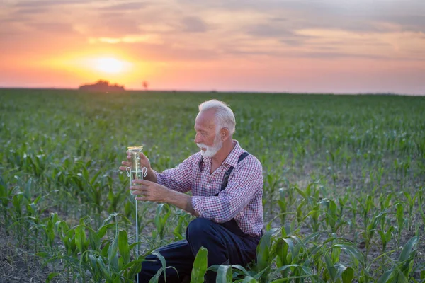 Agricultor ao lado de bitola de chuva no campo de milho — Fotografia de Stock