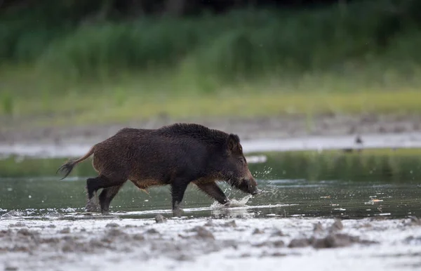 Wild boar in shallow water in forest — Stock Photo, Image