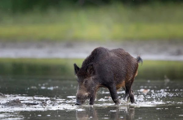 Vildsvin på grunt vatten i skogen — Stockfoto