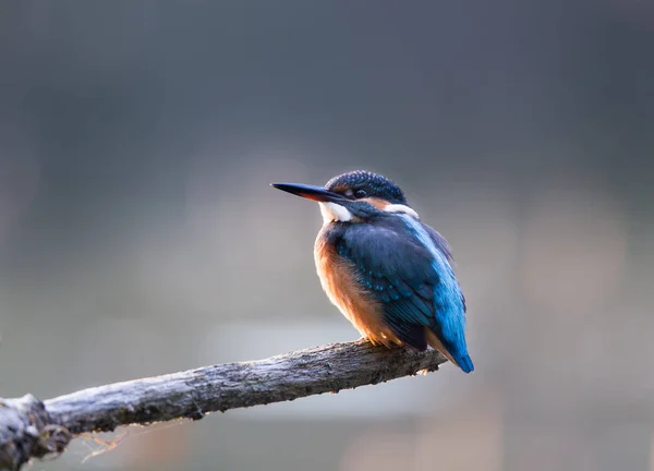 Kingfisher debout sur la branche — Photo