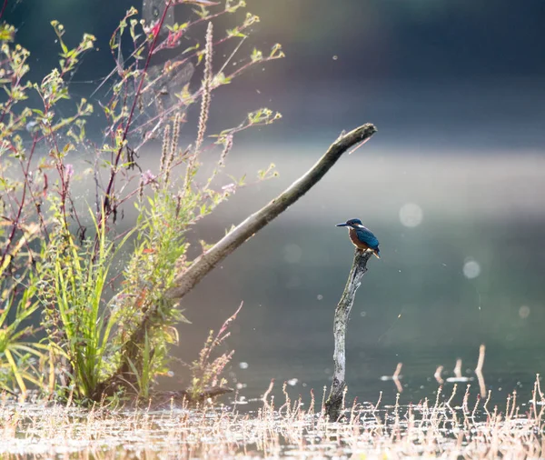 Kingfisher standing on branch — Stock Photo, Image