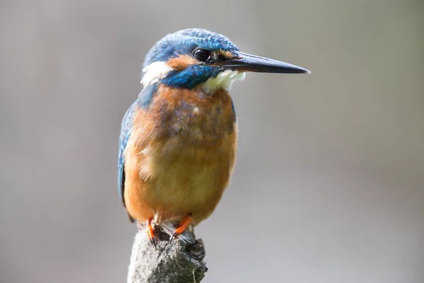 Kingfisher debout sur la branche — Photo