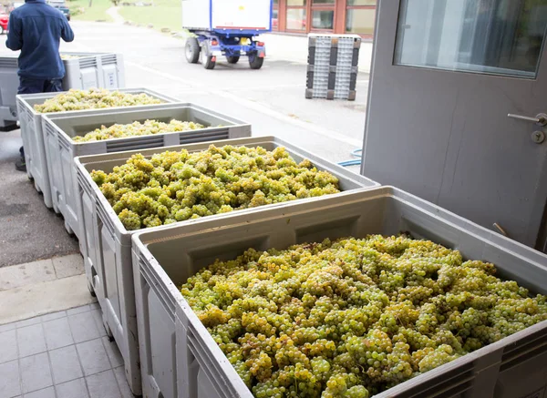 Cajones con uvas blancas — Foto de Stock