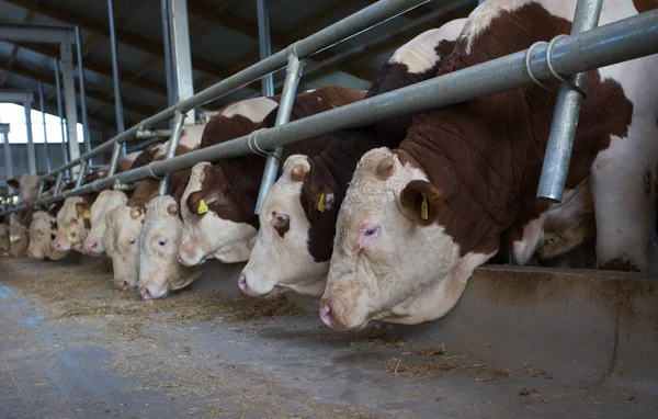 Gospodarstwo mleczarskie z krowami simentalskimi — Zdjęcie stockowe