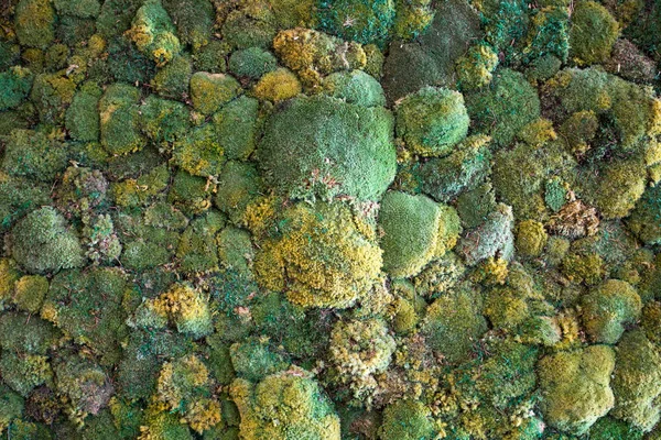 Moss texture background — Stock Photo, Image