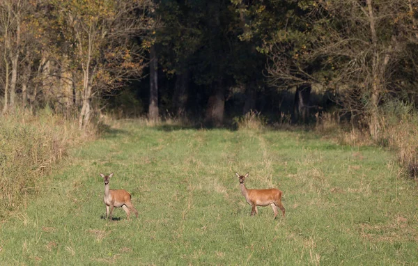 Hinds czerwony jeleń stojący na łące — Zdjęcie stockowe