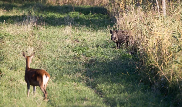 Hinds cervo rosso in piedi sul prato — Foto Stock