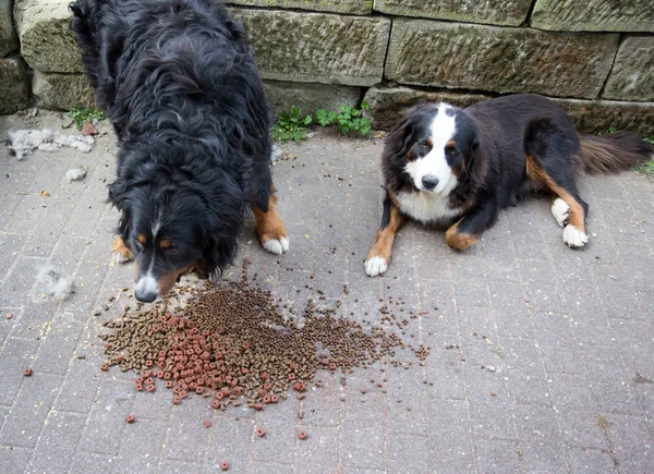 Bernese mountain dogs eating granules