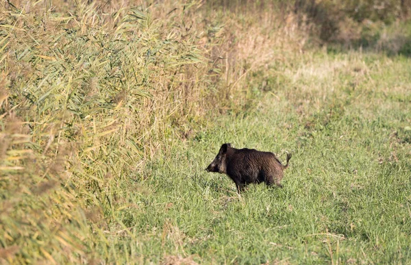 Wild boar walking on meadow — Stock Photo, Image