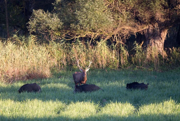レッド ・ ディアと牧草地の野生のイノシシ — ストック写真