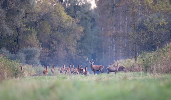 Рыжий олень с оленями, ревущими в лесу — стоковое фото