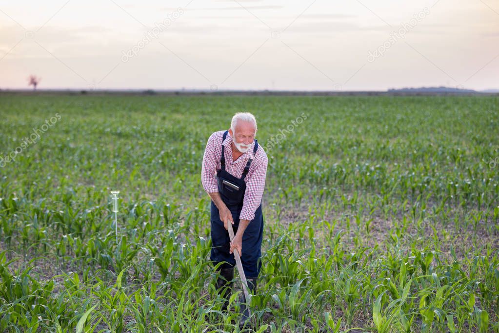 Farmer hoeing corn field