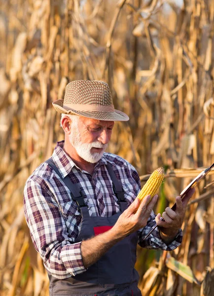 Farmář se dívá na kukuřičný klacek pro sklizeň — Stock fotografie