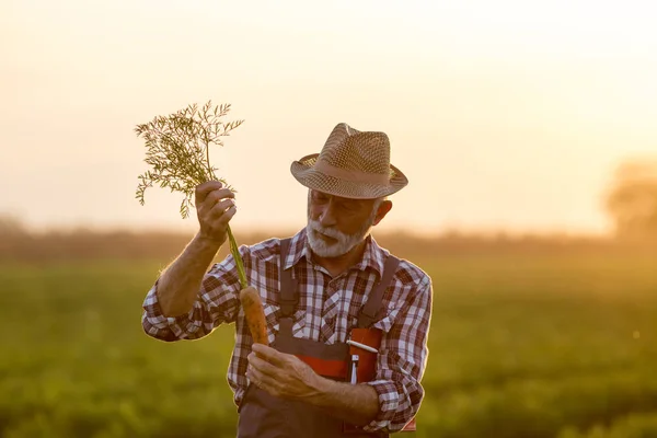 Farmer holding carrot in field — Stock Photo, Image