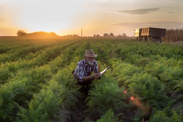Agricoltore che alleva carote in campo — Foto Stock