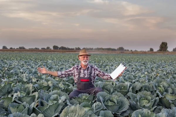 Щасливий фермер у капустяному полі — стокове фото