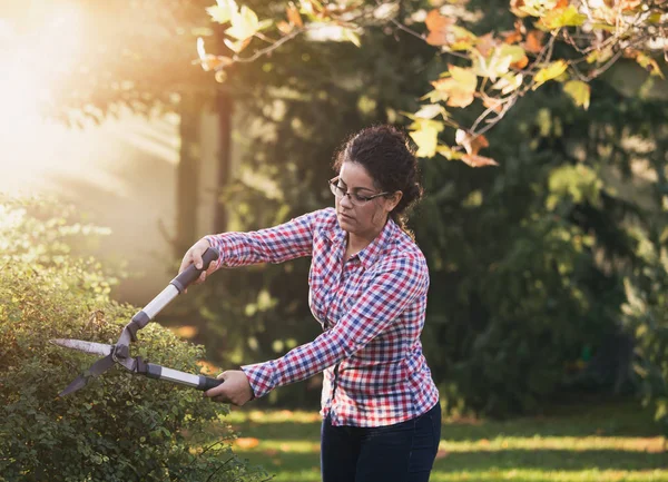 Donna taglio siepe in giardino — Foto Stock