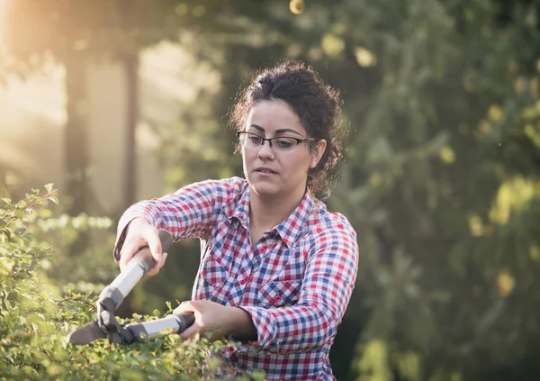 Frau schneidet Hecke im Garten — Stockfoto