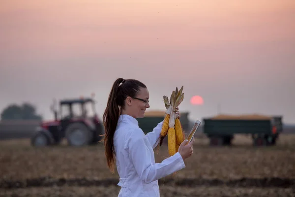 Agronomiste au champ de maïs pendant la récolte — Photo