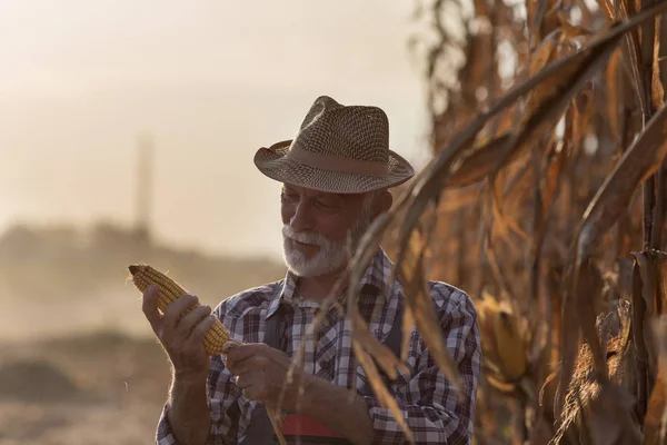 Agricultor mirando mazorca de maíz para la cosecha — Foto de Stock