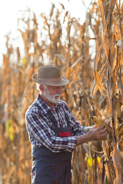 収穫のためのトウモロコシの穂軸を見る農家 — ストック写真
