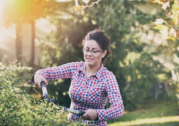 Donna taglio siepe in giardino — Foto Stock