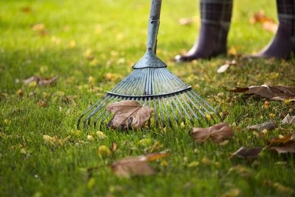 Foglie di colatura in giardino — Foto Stock