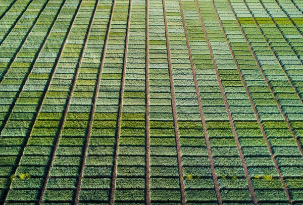 Luftbild Von Landwirtschaftlichen Versuchsparzellen Mit Verschiedenen Getreidesorten Hybriden Aufnahmen Von — Stockfoto