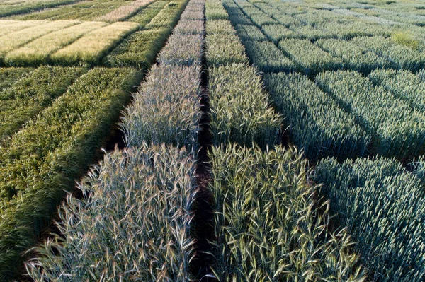 ปภาพทางอากาศของแผนการทดสอบทางการเกษตร ยลหลายชน ไฮบร งจากโดรน — ภาพถ่ายสต็อก