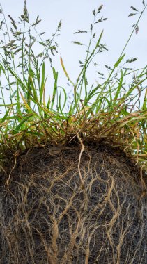 Topraktaki çim kökünün kesiti