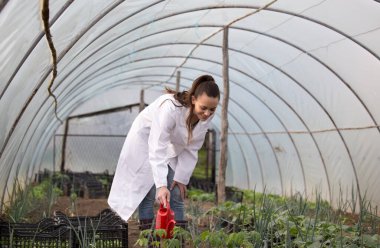 Beyaz önlüklü kadın tarım uzmanı. Seradaki su kovasından fideleri suluyor.