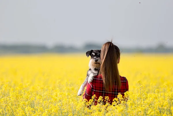 Achteraanzicht Van Mooie Tiener Meisje Met Schattige Hond Miniatuur Schnauzer — Stockfoto