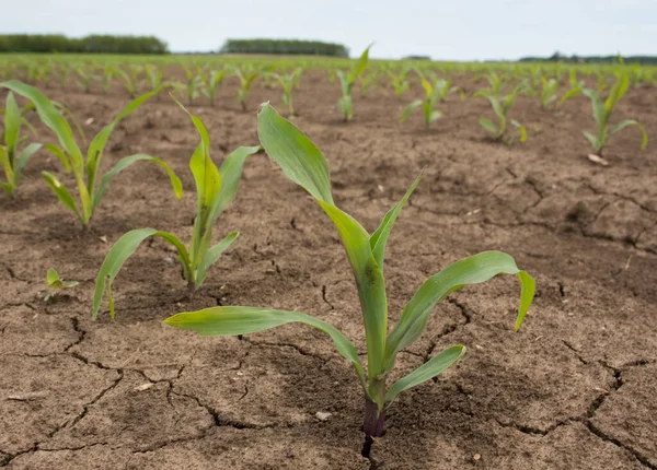 Nahaufnahme Einer Jungen Maispflanze Trockenem Boden Dürre Der Landwirtschaft — Stockfoto