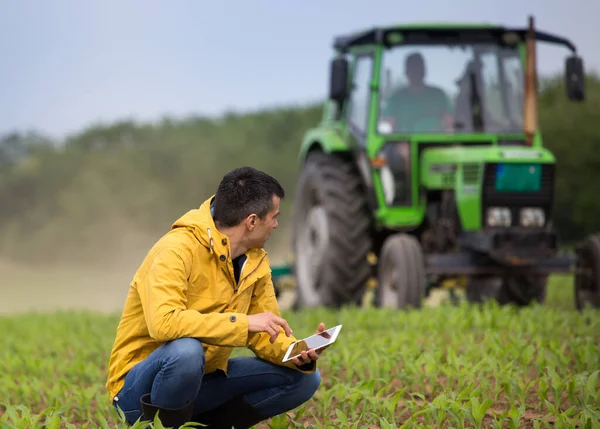 Bell Agricoltore Accovacciato Nel Campo Mais Controllando Crescita Delle Piante — Foto Stock