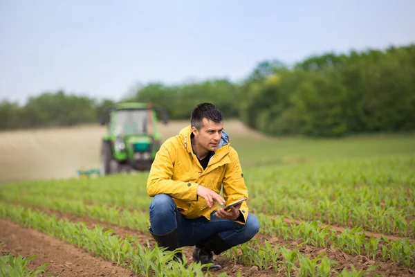 Jóképű Mezőgazdasági Termelő Guggoló Kukorica Területen Ellenőrzi Növény Növekedését Tabletta — Stock Fotó