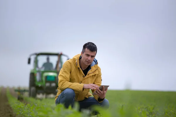 Bonito Agricultor Agachando Campo Milho Verificando Crescimento Planta Tablet Enquanto — Fotografia de Stock