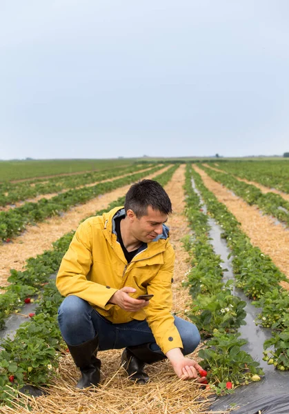 携帯電話を持ち 初夏に畑でイチゴの成長と成熟をチェックする農家 — ストック写真