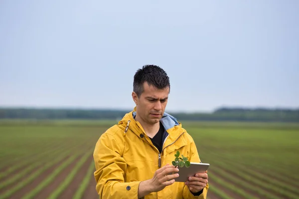 Handsome farmer holding young soybean plant and checking quality on tablet. Agribusiness concept