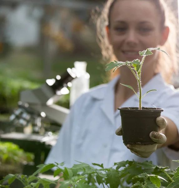 背景に顕微鏡で温室内の手袋や白いコートで農学者の手の中に苗の閉鎖 植物保護と生産性向上の概念 — ストック写真