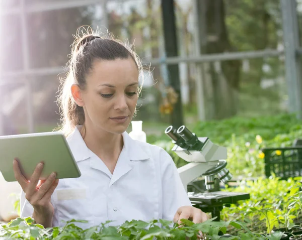 Mladá Hezká Agronomka Bílém Plášti Pracující Tabletu Mikroskopu Skleníku Péče — Stock fotografie