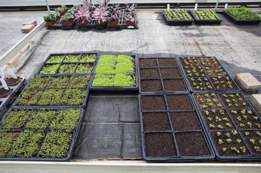 Çiçek saksılarında, serada nakledilmeye hazır genç filizler. Bitki bakımı ve koruma konsepti