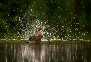 Yağmurlu bir günde suyun yanında duran Avrasya kuşu (Garrulus glandarius) portresi