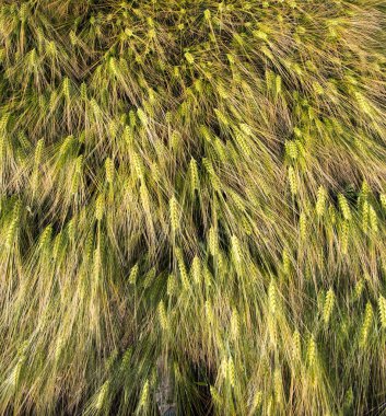 İHA 'dan tarladaki yeşil arpa mahsullerinin en üst görüntüsü