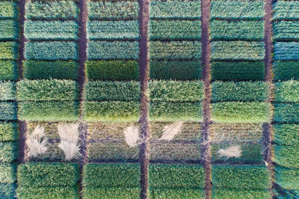 Farklı Tahıl Ürünleri Melezler Içeren Tarımsal Test Alanlarının Üst Görüntüsü — Stok fotoğraf