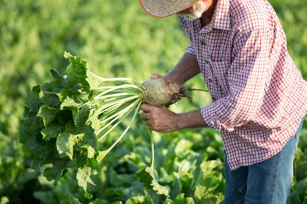 Agricultor Senior Que Comprueba Remolacha Azucarera Campo Para Cosechar Verano —  Fotos de Stock