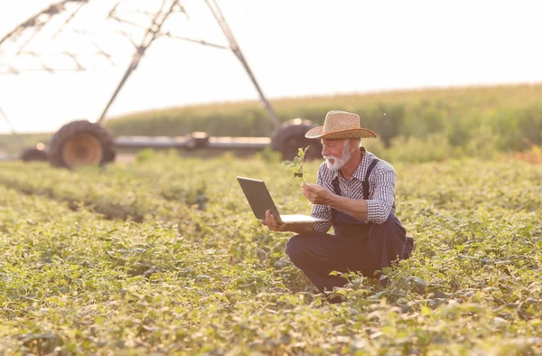 Старший Фермер Ноутбуком Соевом Поле Системой Орошения Заднем Плане — стоковое фото